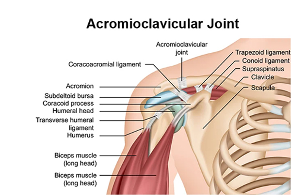 AC Joints